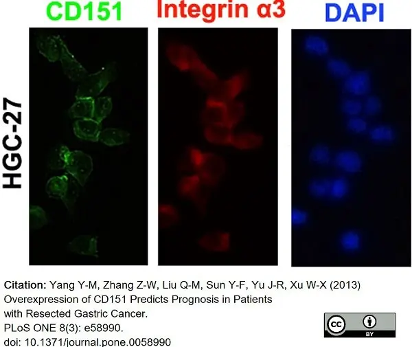 Anti Human CD151 Antibody, clone 11G5a gallery image 11