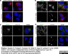 Anti Human CD151 Antibody, clone 11G5a gallery image 2