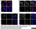 Anti Human CD151 Antibody, clone 11G5a thumbnail image 2