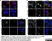 Anti Human CD151 Antibody, clone 11G5a thumbnail image 2