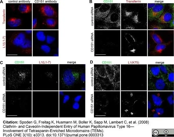 Anti Human CD151 Antibody, clone 11G5a gallery image 2