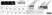 Anti Human CD151 Antibody, clone 11G5a thumbnail image 4