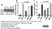 Anti Human CD151 Antibody, clone 11G5a thumbnail image 9