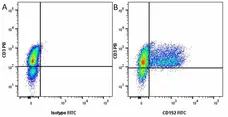 Anti Human CD152 Antibody, clone BNI3 gallery image 3