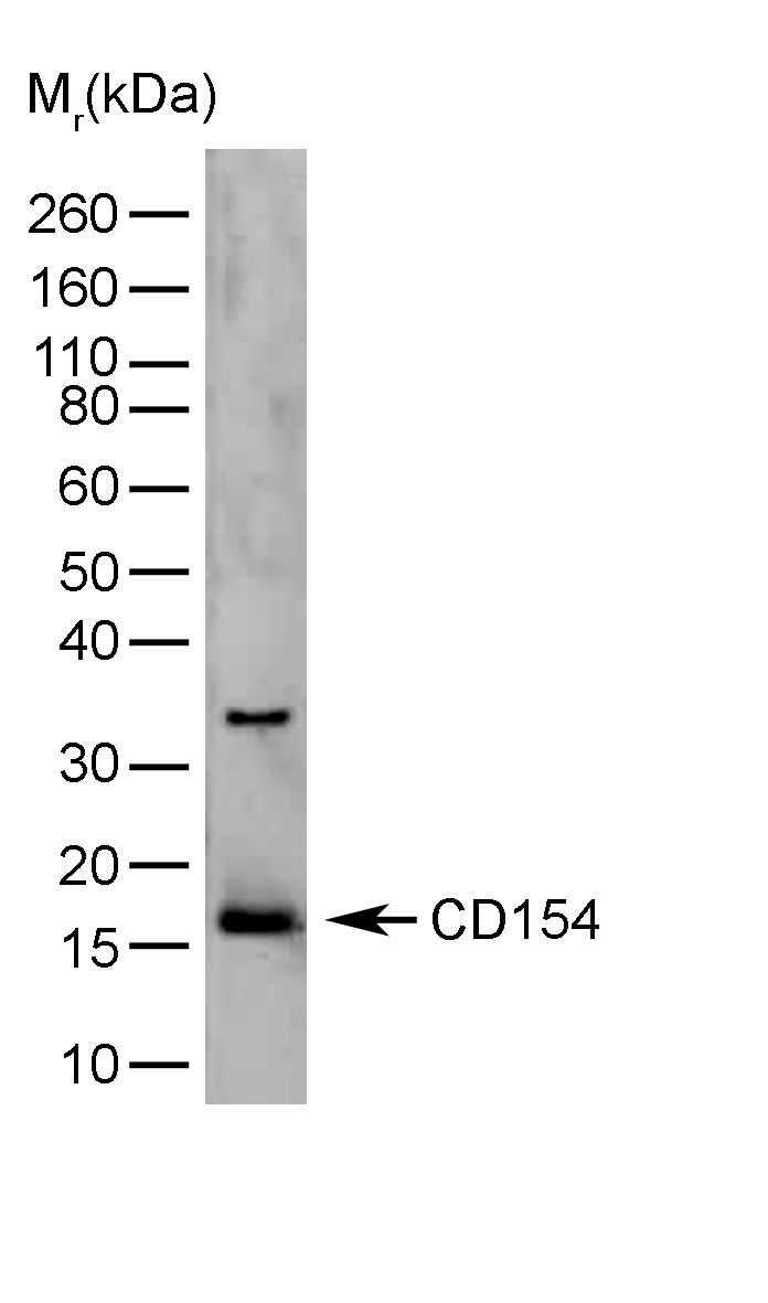 Anti Human CD154 Antibody, clone YMF323.6.2 gallery image 2