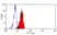 Anti Human CD155 Antibody, clone SKII.4 thumbnail image 4
