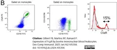 Anti Human CD16 Antibody, clone KD1 gallery image 10