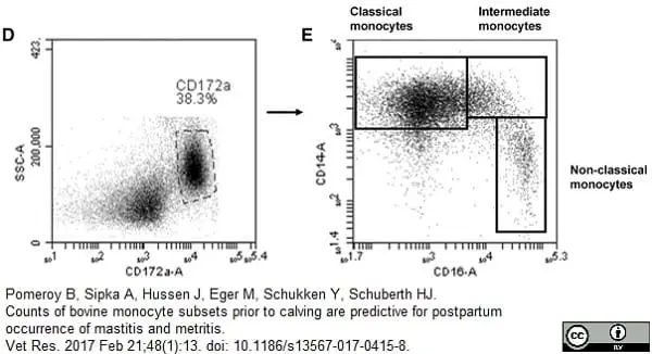 Anti Human CD16 Antibody, clone KD1 gallery image 2