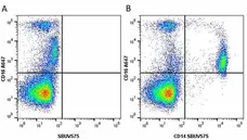 Anti Human CD16 Antibody, clone KD1 gallery image 7