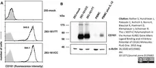 Anti Human CD161 Antibody, clone B199.2 gallery image 3