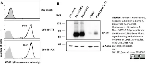 Anti Human CD161 Antibody, clone B199.2 gallery image 3
