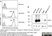 Anti Human CD161 Antibody, clone B199.2 thumbnail image 4