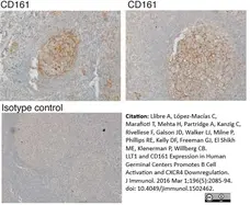 Anti Human CD161 Antibody, clone B199.2 gallery image 5