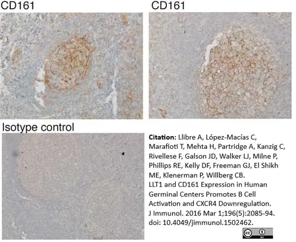 Anti Human CD161 Antibody, clone B199.2 gallery image 5
