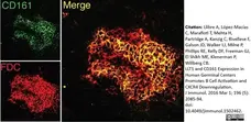 Anti Human CD161 Antibody, clone B199.2 gallery image 6