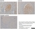 Anti Human CD161 Antibody, clone B199.2 thumbnail image 6