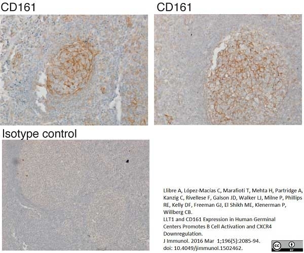 Anti Human CD161 Antibody, clone B199.2 gallery image 6