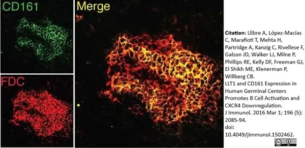 Anti Human CD161 Antibody, clone B199.2 gallery image 6