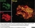 Anti Human CD161 Antibody, clone B199.2 thumbnail image 7