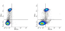 Anti Human CD163 Antibody, clone EDHu-1 gallery image 1