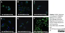 Anti Human CD163 Antibody, clone EDHu-1 gallery image 11