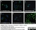 Anti Human CD163 Antibody, clone EDHu-1 thumbnail image 11