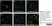 Anti Human CD163 Antibody, clone EDHu-1 thumbnail image 11