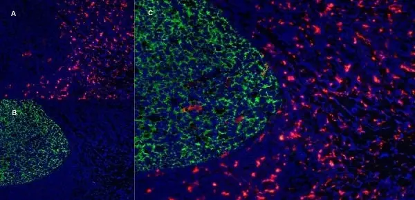Anti Human CD163 Antibody, clone EDHu-1 gallery image 15