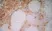 Anti Human CD163 Antibody, clone EDHu-1 thumbnail image 18