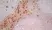 Anti Human CD163 Antibody, clone EDHu-1 thumbnail image 19
