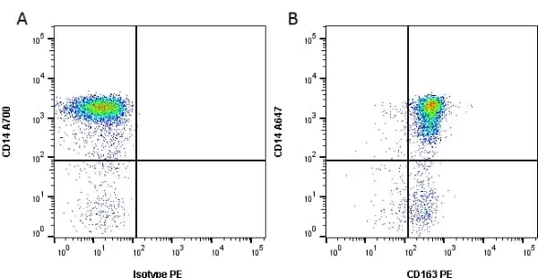 Anti Human CD163 Antibody, clone EDHu-1 gallery image 2