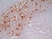 Anti Human CD163 Antibody, clone EDHu-1 thumbnail image 19