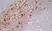 Anti Human CD163 Antibody, clone EDHu-1 thumbnail image 20
