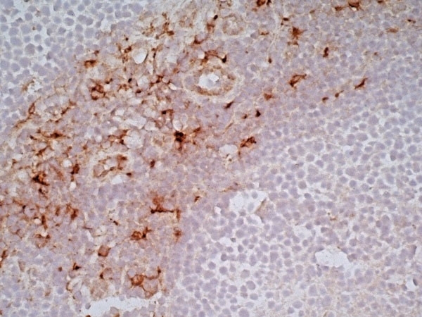 Anti Human CD163 Antibody, clone EDHu-1 gallery image 19