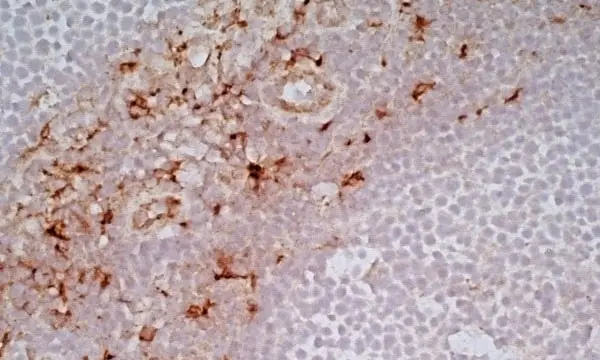 Anti Human CD163 Antibody, clone EDHu-1 gallery image 20