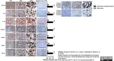 Anti Human CD163 Antibody, clone EDHu-1 gallery image 25