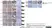 Anti Human CD163 Antibody, clone EDHu-1 thumbnail image 25