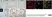 Anti Human CD163 Antibody, clone EDHu-1 thumbnail image 27