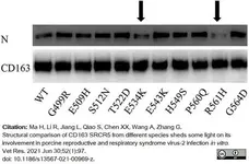 Anti Human CD163 Antibody, clone EDHu-1 gallery image 29