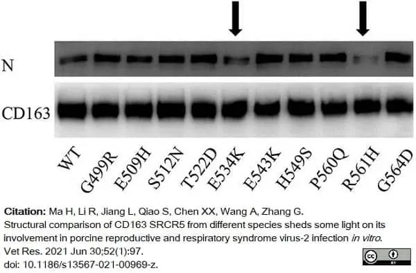 Anti Human CD163 Antibody, clone EDHu-1 gallery image 29