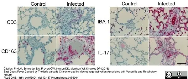 Anti Human CD163 Antibody, clone EDHu-1 gallery image 3