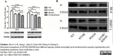 Anti Human CD163 Antibody, clone EDHu-1 gallery image 30