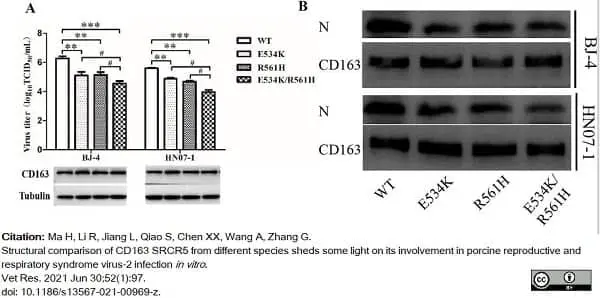 Anti Human CD163 Antibody, clone EDHu-1 gallery image 30