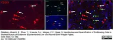 Anti Human CD163 Antibody, clone EDHu-1 gallery image 36