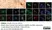 Anti Human CD163 Antibody, clone EDHu-1 thumbnail image 4