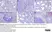 Anti Human CD163 Antibody, clone EDHu-1 thumbnail image 44