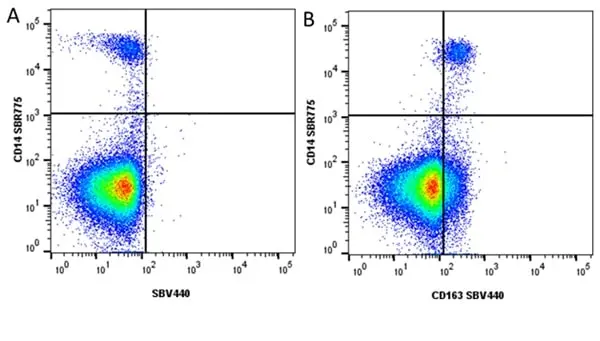 Anti Human CD163 Antibody, clone EDHu-1 gallery image 47