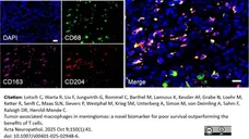 Anti Human CD163 Antibody, clone EDHu-1 gallery image 49
