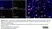 Anti Human CD163 Antibody, clone EDHu-1 thumbnail image 49