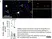 Anti Human CD163 Antibody, clone EDHu-1 thumbnail image 52
